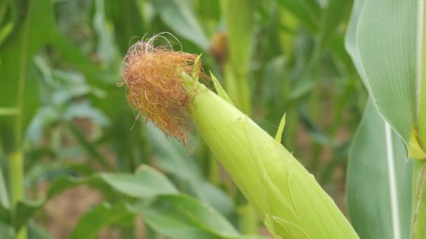 一丛丛嫩绿色的玉米在风中慢动作地在田野里摇曳着 近视着 — 图库视频影像