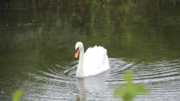 在自然界的自然环境中 一只美丽的白天鹅在一条小河上游泳 动作缓慢 — 图库视频影像