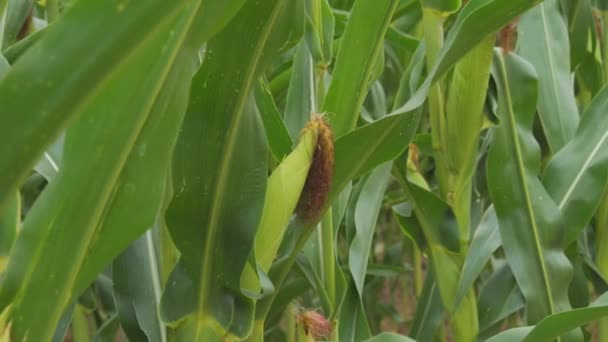 Коба Молодої Зеленої Кукурудзи Гойдається Вітрі Полі Повільному Русі — стокове відео