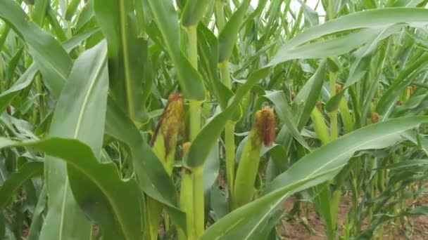 Коба Молодої Зеленої Кукурудзи Гойдається Вітрі Полі Повільному Русі — стокове відео