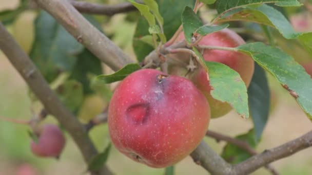 Przestarzałe Zgniłe Robackie Czerwone Jabłka Kołyszące Się Wietrze Gałęzi Drzewa — Wideo stockowe