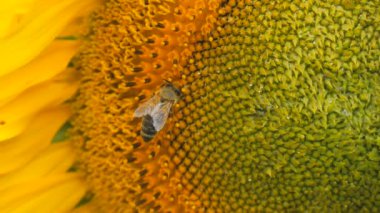 Harika sarı ayçiçeği tarlasının yakın görüntüsü. Ayçiçeği çiçeklerindeki arılar rüzgar tarafından ağır çekimde emilir..