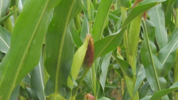 一丛丛嫩绿色的玉米在风中慢吞吞地在田野里摇曳 — 图库视频影像