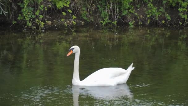 Piękny Biały Łabędź Pływa Małej Rzece Naturalnym Środowisku Przyrodzie Zwolnionym — Wideo stockowe