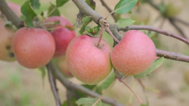 Pommes Rouges Mûres Balancent Vent Sur Une Branche Arbre Ralenti — Video