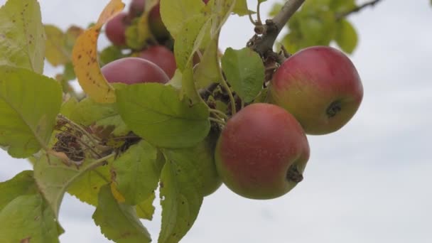 Dojrzałe Czerwone Jabłka Kołyszą Się Wiatru Gałęzi Drzewa Powolny Ruch — Wideo stockowe