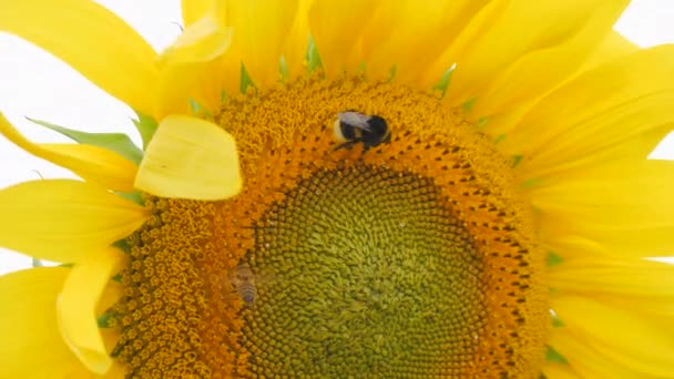 Közelről Kilátás Nyílik Csodálatos Sárga Napraforgó Mező Napraforgós Méheket Lassított — Stock videók