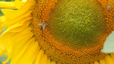 Harika sarı ayçiçeği tarlasının yakın görüntüsü. Ayçiçeği çiçeklerindeki arılar rüzgar tarafından ağır çekimde emilir..