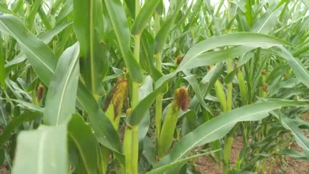 Cob Young Green Corn Sways Wind Field Slow Motion — Stock Video