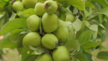 Olgun yeşil elmalar rüzgardan sallanıyor ağaç dalında ağır çekimde.