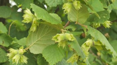 Genç yeşil fındık meyvesi ya da fındık ağacının dalında yavaş çekimde.