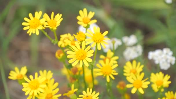 Feldgelbe Blumen Wiegen Sich Zeitlupe Wind — Stockvideo