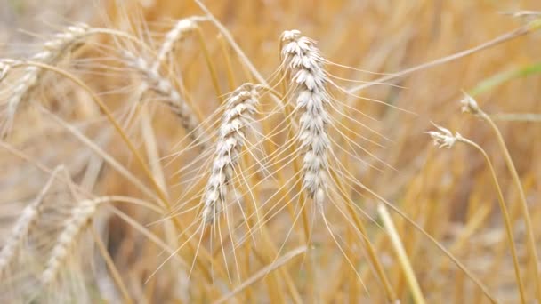 ゆっくりとした動きでフィールド上の熟した黄色い小麦の耳 近いビュー — ストック動画