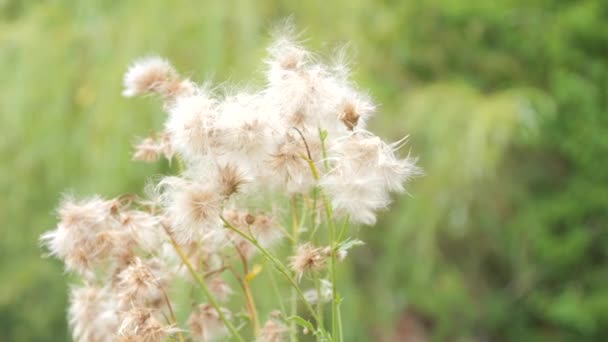 Trockene Blume Des Feldes Schwankt Wind Zeitlupe — Stockvideo