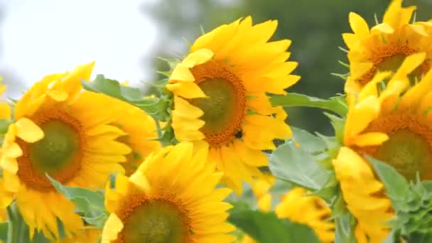 Ένα Υπέροχο Κίτρινο Χωράφι Ηλιοτρόπια Μέλισσες Ηλιοτρόπια Φυσούν Από Τον — Αρχείο Βίντεο