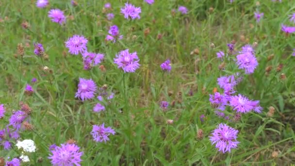 Wildflowers Purple Cornflowers Houpat Větru Zpomaleném Filmu — Stock video