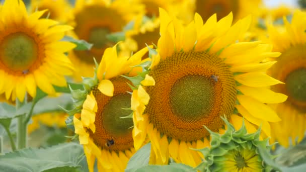 Чудове Жовте Соняшникове Поле Бджоли Квітах Соняшнику Підірвані Вітром Повільному — стокове відео