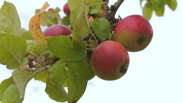Zralá Červená Jablka Houpají Větru Větvi Stromu Zpomalený Pohyb — Stock video