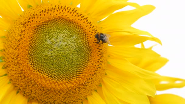 Zblízka Pohled Nádherné Žluté Slunečnicové Pole Včely Slunečnicových Květinách Fouká — Stock video