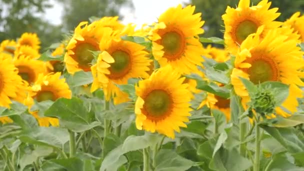 素晴らしい黄色い花畑でした 太陽の花の蜂は ゆっくりとした動きで風によって吹かれます — ストック動画