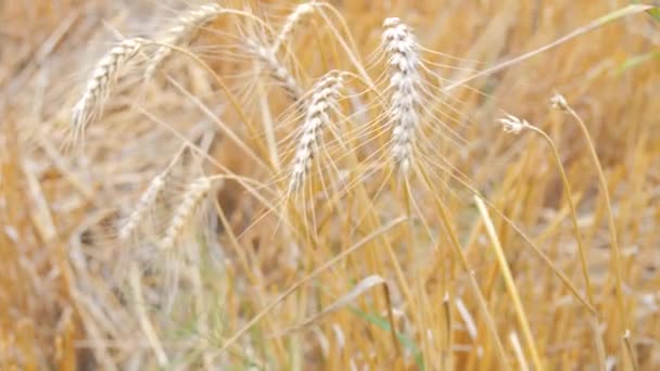 Sahada Olgunlaşmış Sarı Buğday Kulakları Yavaş Çekimde Yakın Çekimde — Stok video