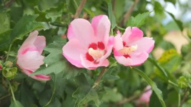 Pembe mallow çiçekleri rüzgarda ağır çekimde sallanır..
