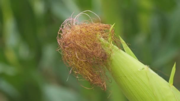 Коба Молодої Зеленої Кукурудзи Гойдається Вітрі Полі Повільному Русі Крупним — стокове відео