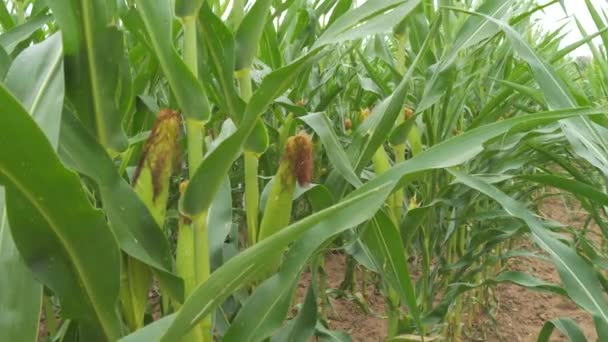 一丛丛嫩绿色的玉米在风中慢吞吞地在田野里摇曳 — 图库视频影像