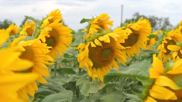 Wonderful Yellow Sunflower Field Bees Sunflower Flowers Blown Wind Slow — Stock Video