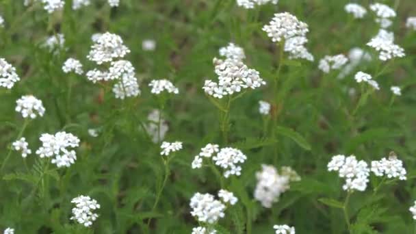 Wildblumen Weiße Schafgarbe Wiegt Sich Zeitlupe Wind — Stockvideo