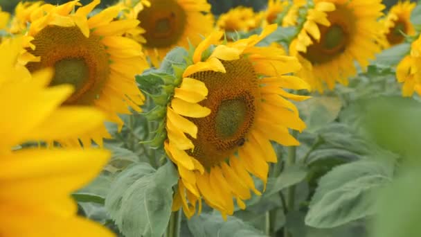 Wonderful Yellow Sunflower Field Bees Sunflower Flowers Blown Wind Slow — Stock Video