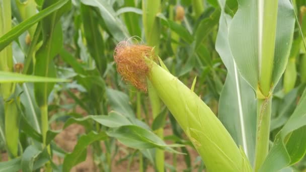 Cob Young Green Corn Swings Wind Field Slow Motion Close — Stock video