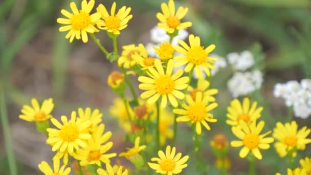 Campo Flores Amarillas Balanceándose Viento Cámara Lenta — Vídeos de Stock