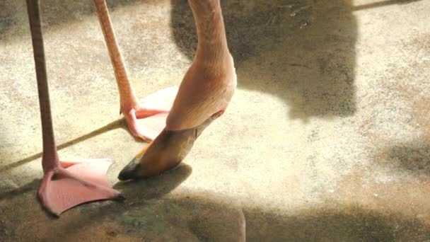 Flamingo Zoológico Câmera Lenta — Vídeo de Stock