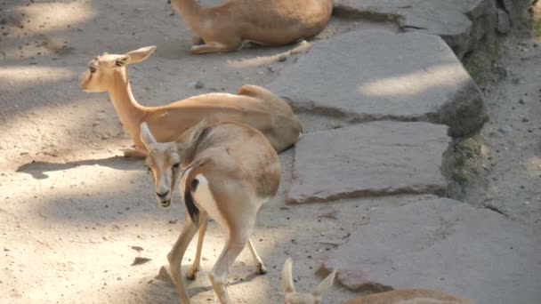 Семья Антилоп Зоопарке Замедленной Съемке — стоковое видео