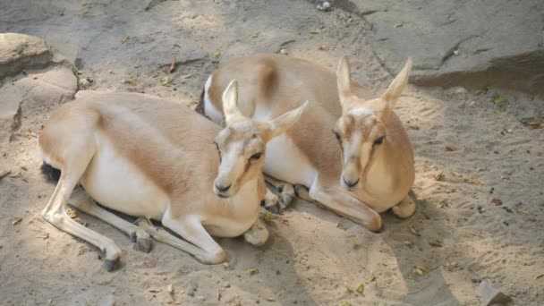 Antilop Család Állatkertben Lassított Felvételen — Stock videók