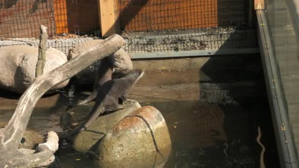 Zabawne Wydry Zoo Zwolnionym Tempie — Wideo stockowe