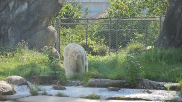 北极熊在动物园慢动作行走 — 图库视频影像