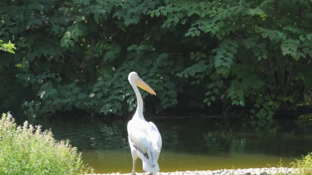Pelican Sur Fond Lac Promène Dans Parc Ralenti — Video