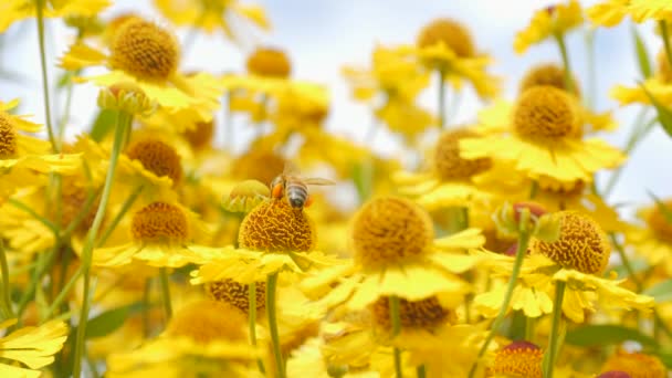 蜜蜂爪子上有花粉 在黄色的花朵上采蜜 宏观射击慢动作 — 图库视频影像