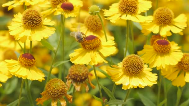 Крупный План Пчелы Пыльцой Лапах Собирающей Нектар Желтый Цветок Замедленная — стоковое видео