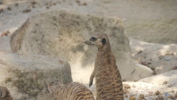Śmieszne Surykatki Stojące Dwóch Nogach Zoo Zwolnionym Tempie — Wideo stockowe