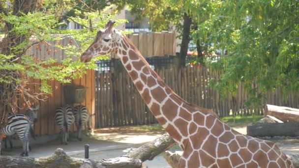 Zsiráf Sétál Állatkertben Lassított Felvételen — Stock videók