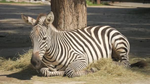 Зебра Їсть Сіно Зоопарку Повільному Русі — стокове відео