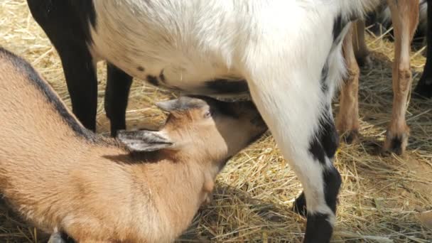 Baby Geit Drinkt Geitenmelk Uit Haar Uier Slow Motion Een — Stockvideo