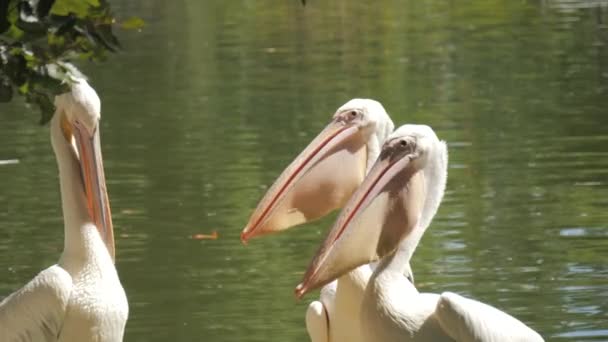 Rodzina Pelikanów Tle Jeziora Spaceruje Parku Zwolnionym Tempie — Wideo stockowe