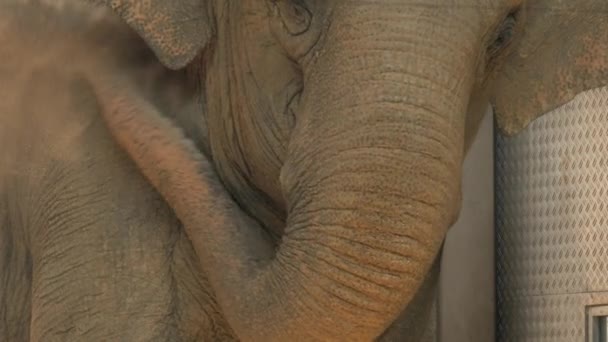 Grande Elefante Indiano Spruzza Sabbia Stesso Lento Movimento — Video Stock