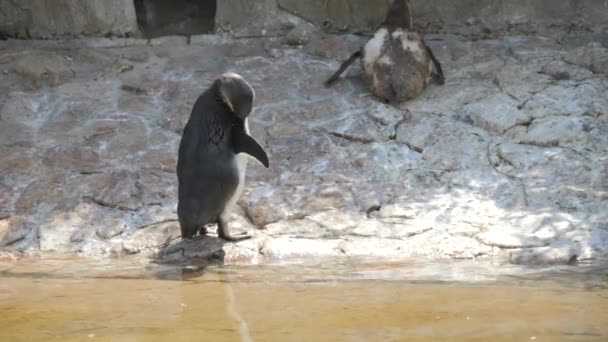 Pingüinos Divertidos Zoológico Cámara Lenta — Vídeos de Stock