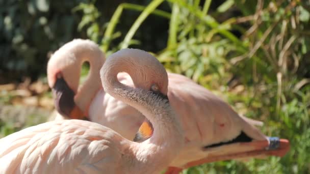 Flamingos Câmara Lenta Zoológico — Vídeo de Stock