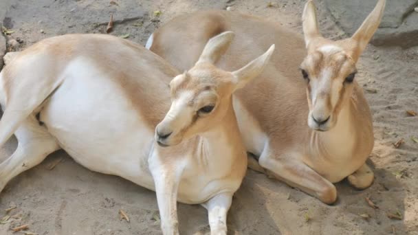 Οικογένεια Antelope Στο Ζωολογικό Κήπο Αργή Κίνηση — Αρχείο Βίντεο